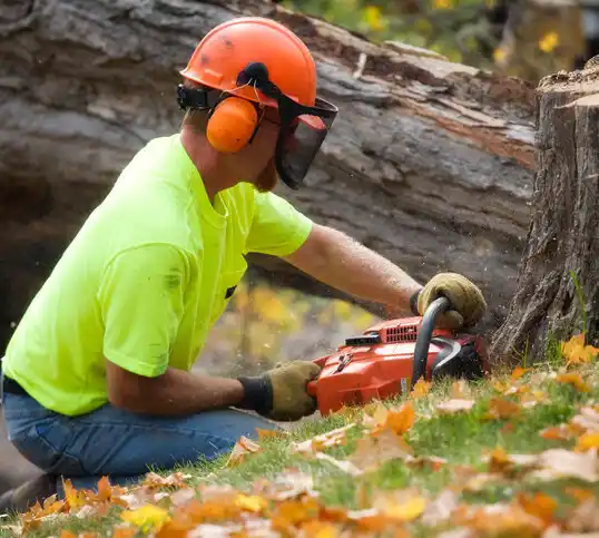 tree services Jericho